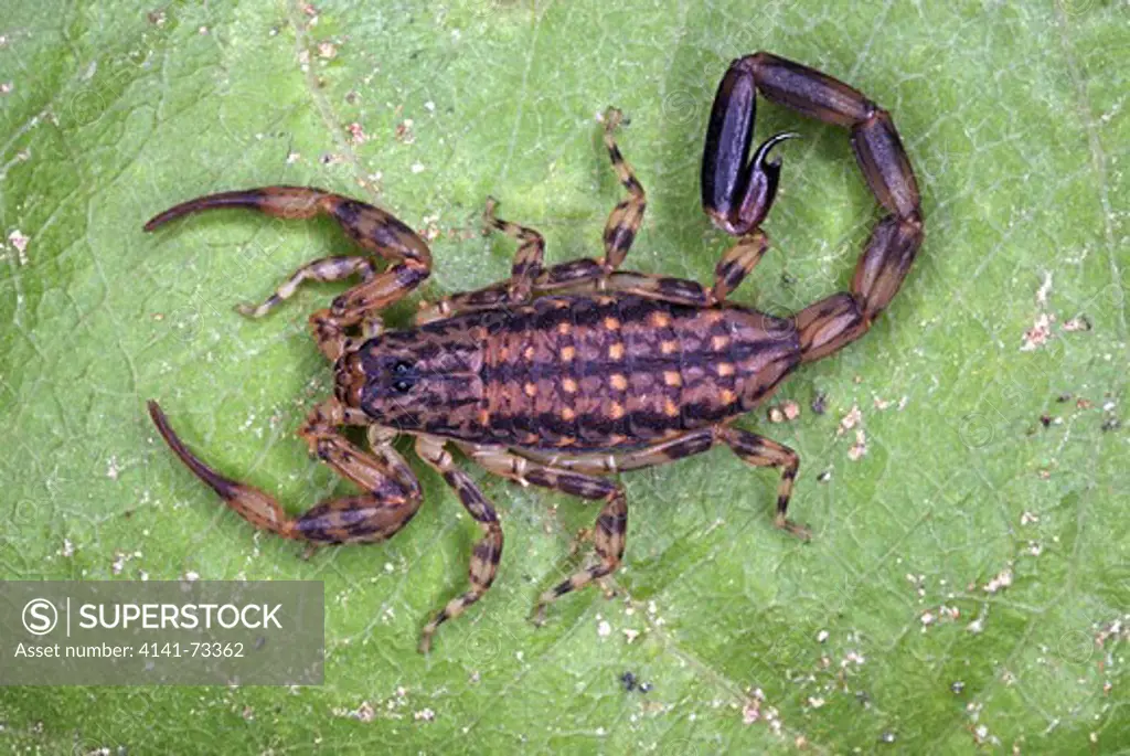 Scorpion, Lychas sp, Kanha, Madhya Pradesh, India