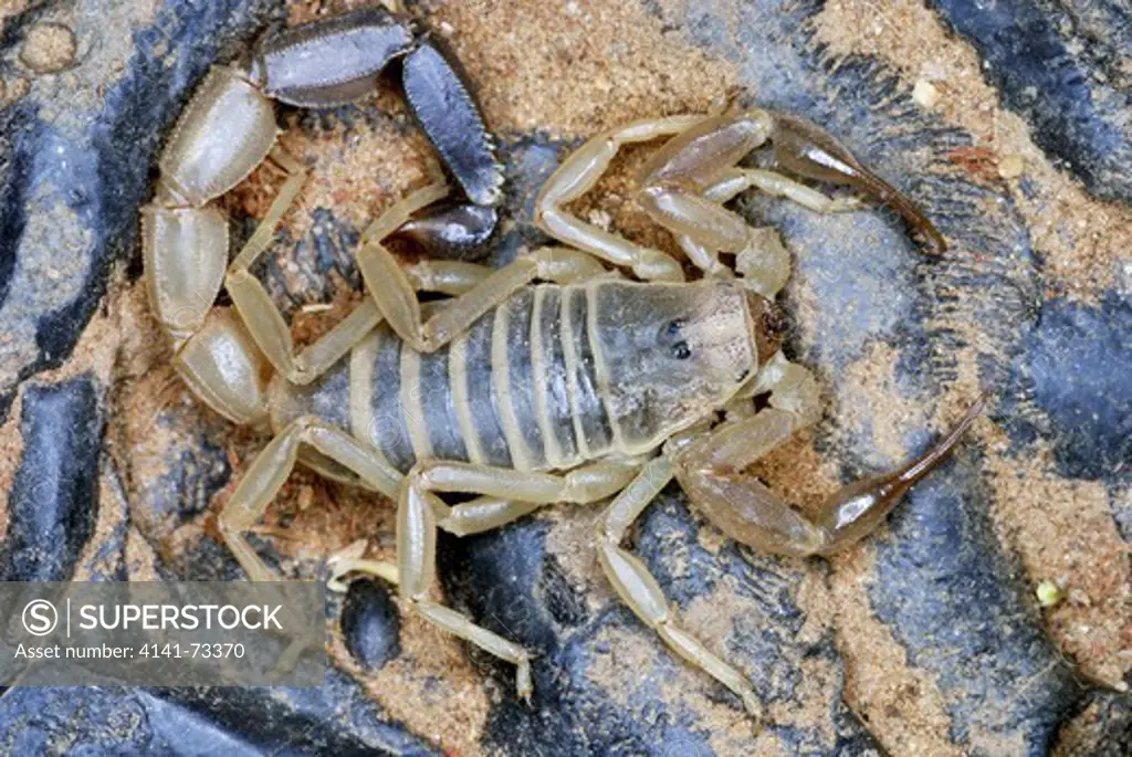 Scorpion, Androctonus finitimus, Family: BUTHIDAE. Species of scorpion that is strictly confined to the desert areas. Highly toxic venom known to cause human fatalities. Rajasthan. INDIA