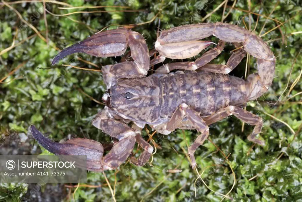 Scorpion, Chaerilus pictus, Family :CHAERILIDAE Female. An extremely RARE species of scorpion. Restricted to the trans-himalayan forests. Show significant sexual dimorphism which is unknown in other species of scorpions. Arunachal Pradesh. INDIA