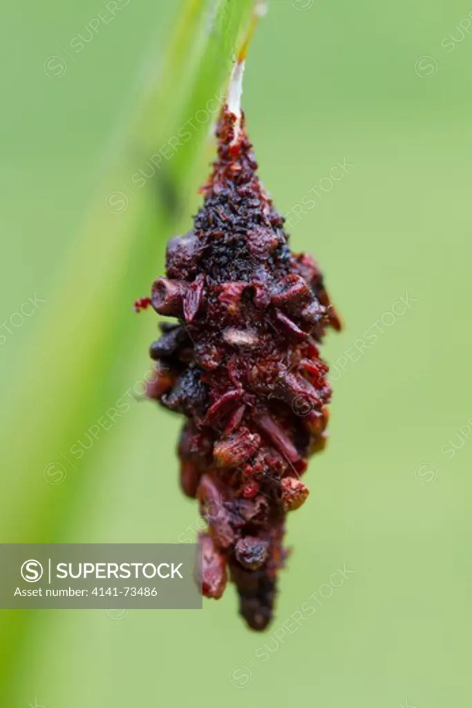 BAGWORM MOTH COCOON (Lepidoptera: Psychidae) Hickey's Creek Mitigation Park, Florida, USA.