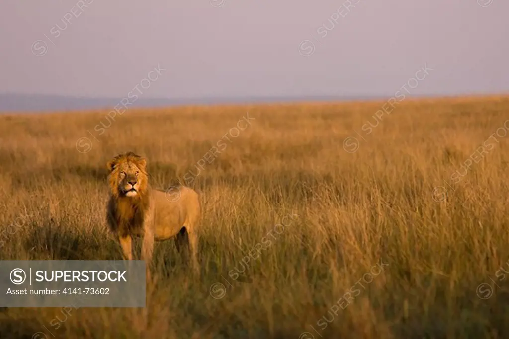 Lion (Panthera leo) scanning the plain, Masai Mara National Reserve, Kenya