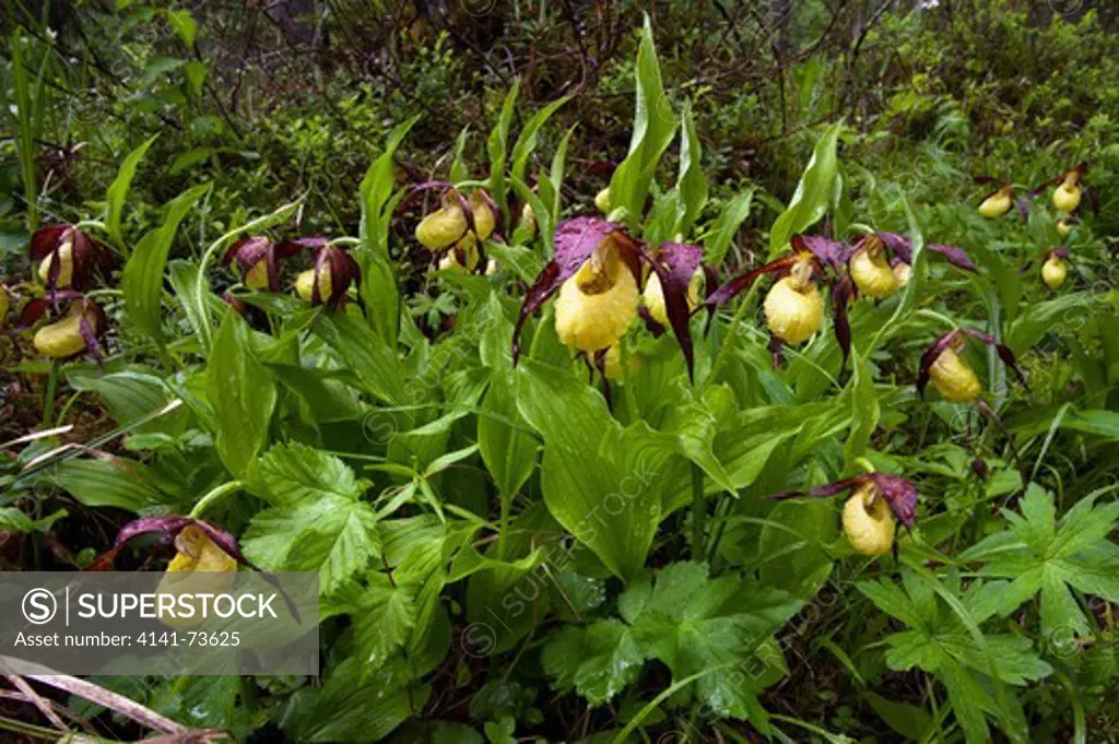 Lady's slipper orchids (Cypripedium calceolus), Oulanka national park, Kuusamo, Finland