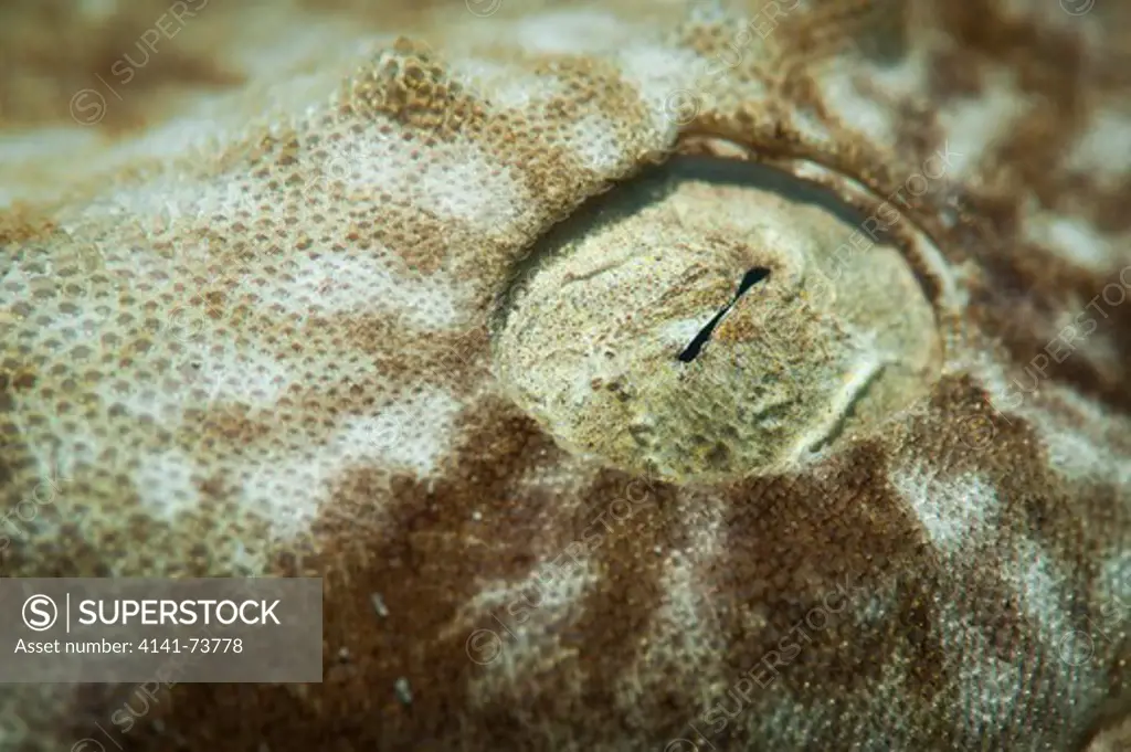 Close up detail of the eye of a  tassled wobbegong shark :Eucrossorhinus dasypogon,