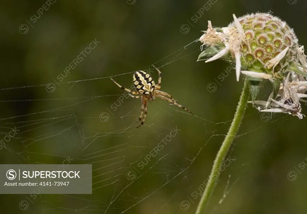 ORB WEAVER SPIDER (Aculepeira ceropegia) Corfu  (absent from UK)