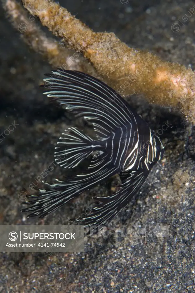 Zebra batfish Platax batavianus juvenile, Lembeh Strait, Northern Sulawesi, Indonesia