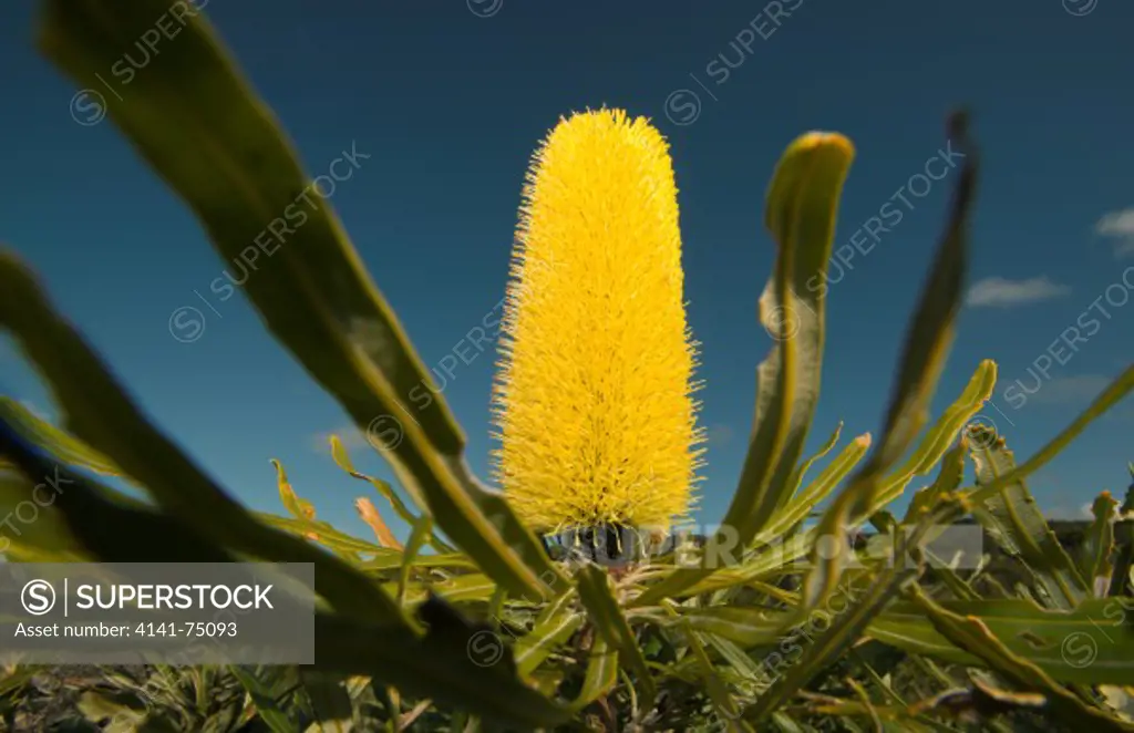 Candlestick Banksia flower, (Banksia attenuata) Southern Coast, Western Australia