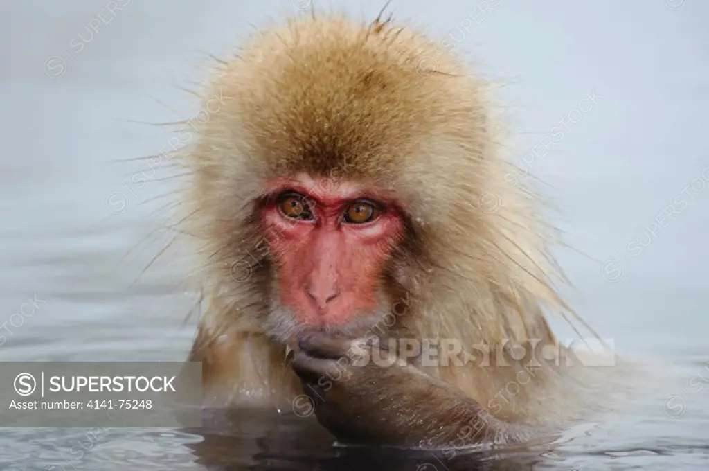 Snow monkey (Japanese macaque) in thermal pool, Macaca fuscata; Japan.