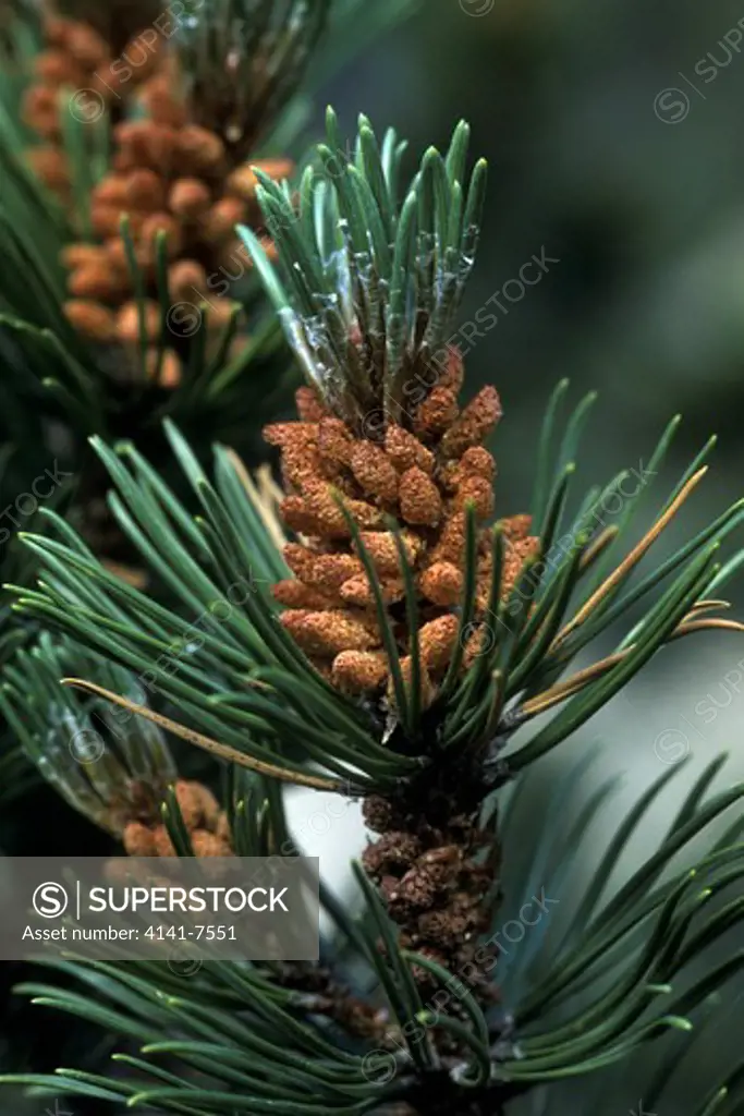 swiss mountain pine male flowers pinus mugo and needles. swiss national park switzerland. july. 