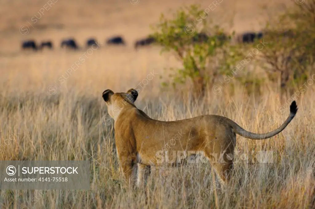 African African lioness hunting, with wildebeests in background, Panthera leo; Masai Mara, Kenya.