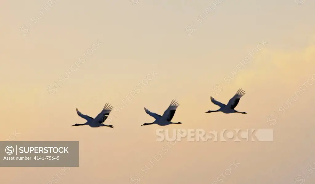 Red-crowned cranes flying to night roosting area, Grus japonensis ; Hokkaido, Japan.