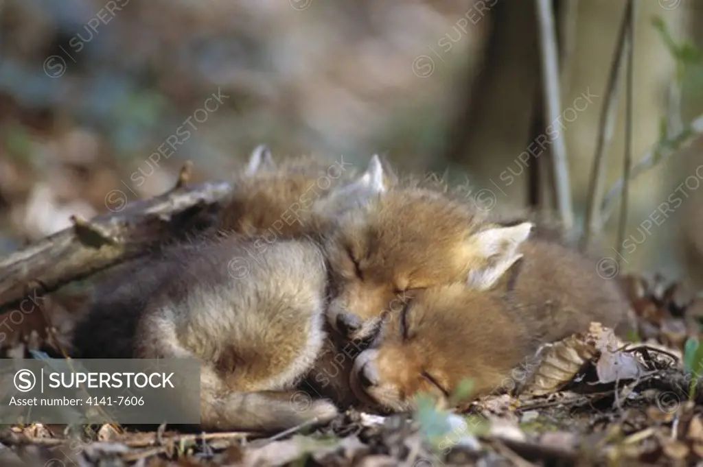 european red fox april vulpes vulpes two young sleeping canton of zurich switzerland 