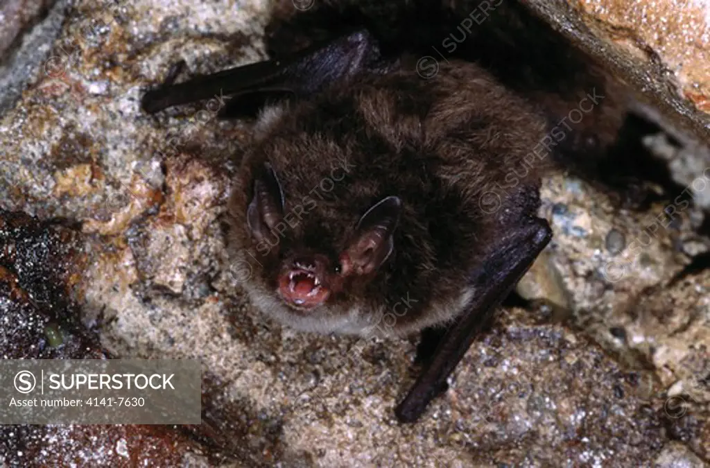 daubenton's bat myotis daubentonii