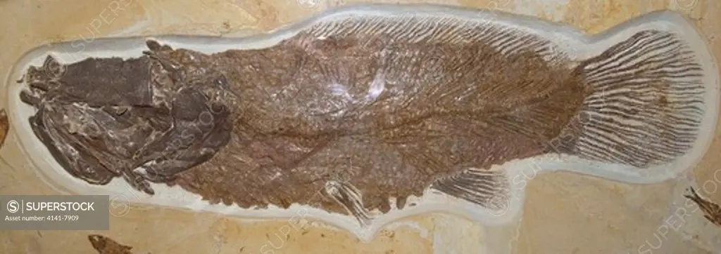 fossil bowfin fish, amia fragosa