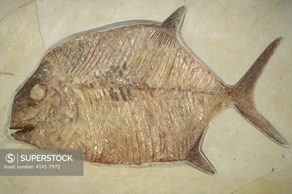 fossil fish (gyrodus sp.) jurassic period solnhofen germany