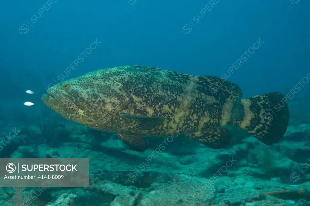 goliath grouper (epinephelus itajara) florida keys usa. critically endangered species 