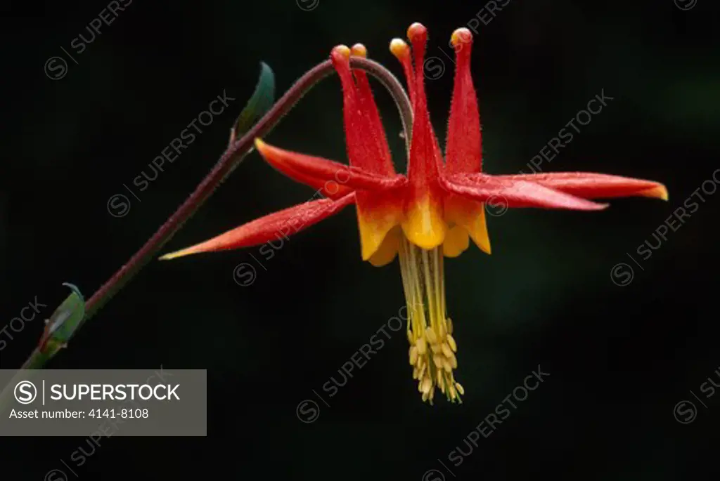 northwest crimson columbine aquilegia formosa alaska, usa woodland plant