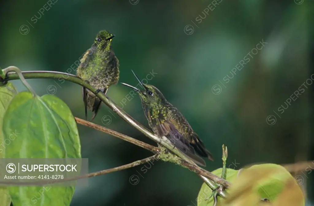 fawn-breasted brilliant (heliodoxa rubinoides) ecuador