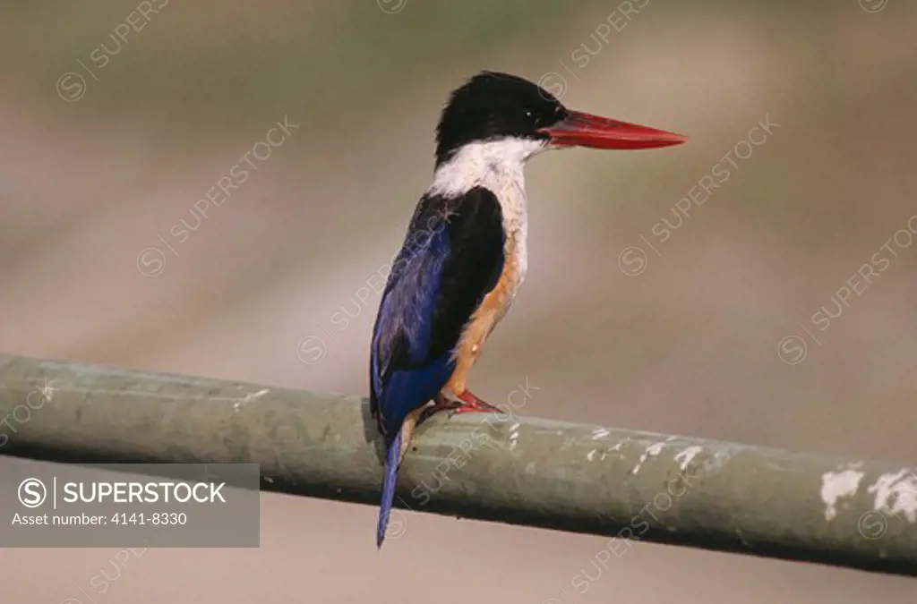 black-capped kingfisher halcyon pileata singapore 