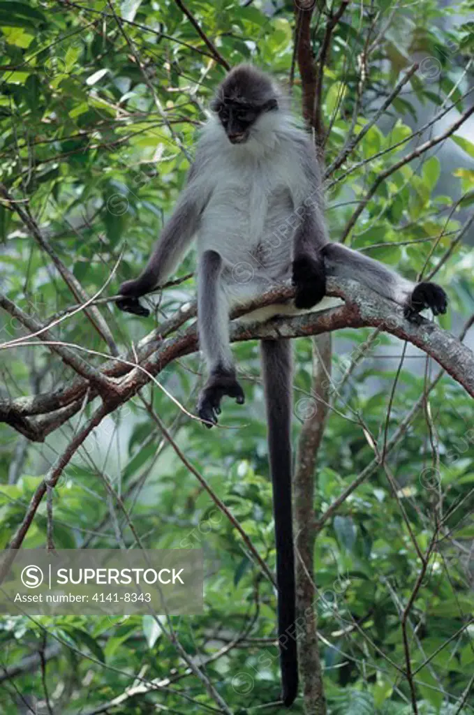 banded leaf monkey presbytis melalophus) fraser's hill, malaysia