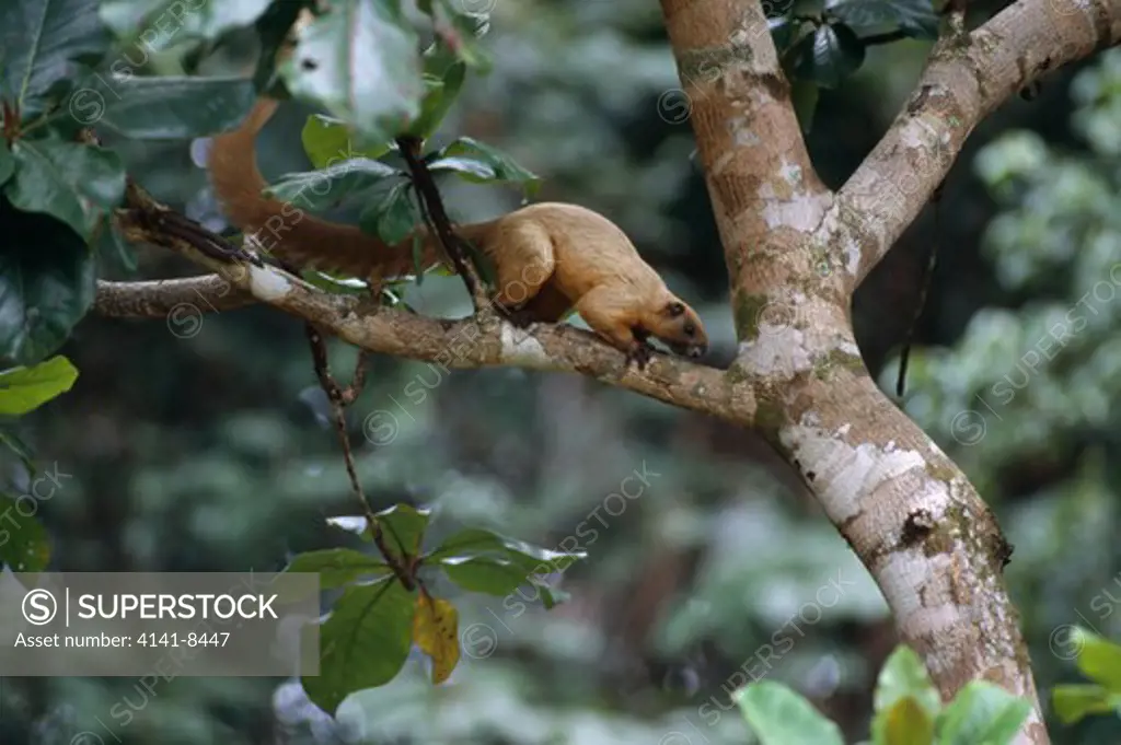 cream giant squirrel in tree ratufa affinis pasoh forest, malaysia 