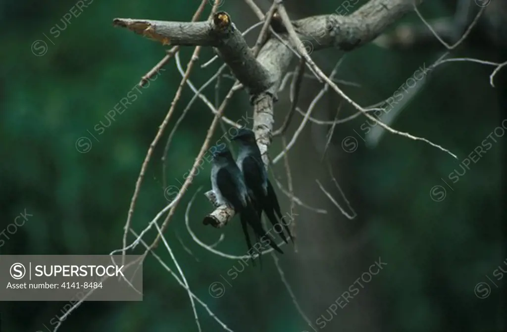 grey-rumped treeswift with chick hemiprocne longipennis singapore