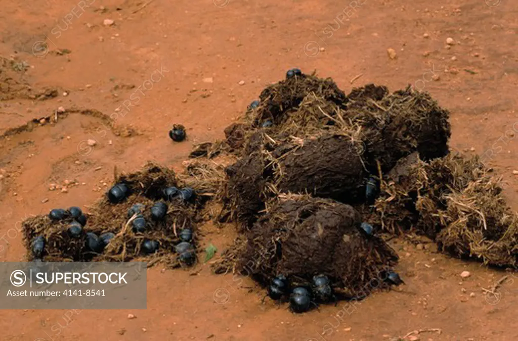 dung beetle aphodius sp. on elephant dung, addo elephant national park, cape province, south africa