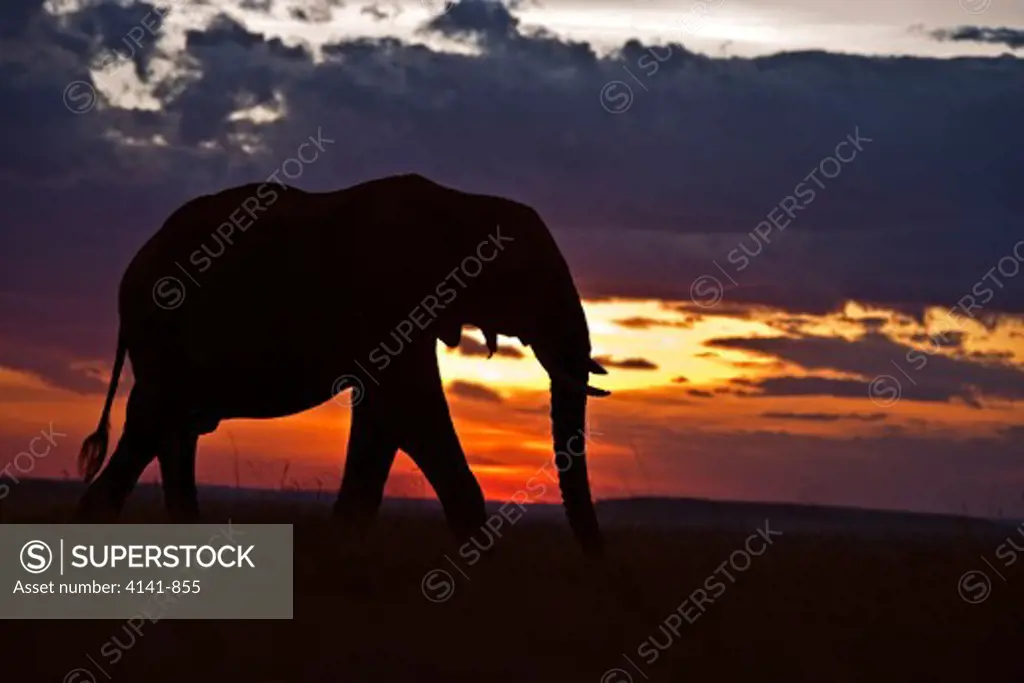 african elephant loxidonta africana at sunset masai mara, kenya