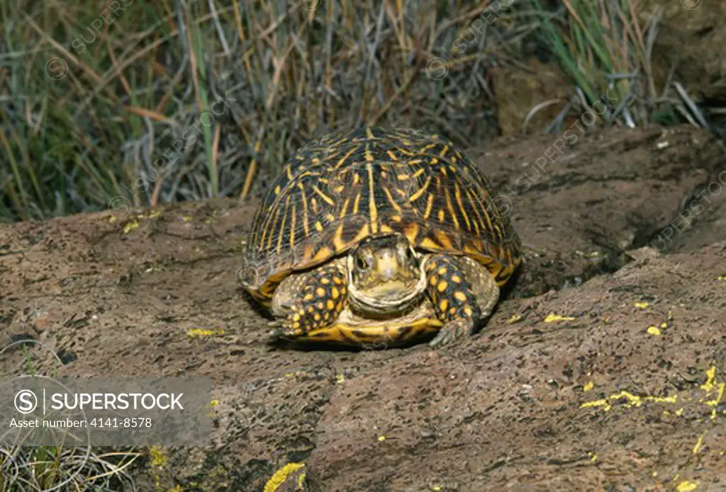 desert box turtle female terrapene ornata luteola marfa-alpine, western texas, usa 