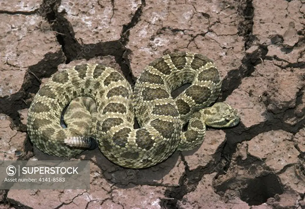 prairie rattlesnake crotalus viridis viridis new mexico, south western usa