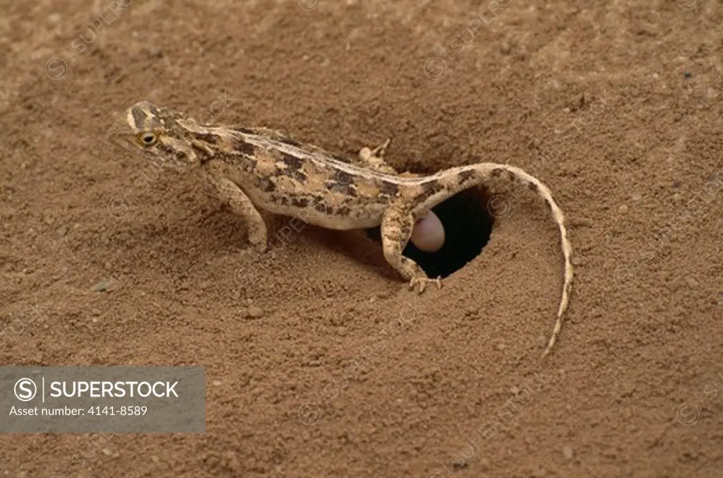 ground agama lizard agama aculeata laying eggs. january.kalahari gemsbok national park, south africa 