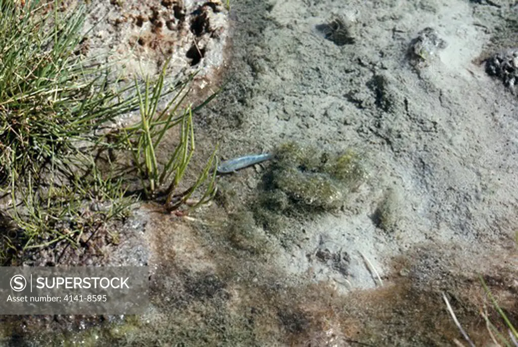 tecopa pupfish in water at 90 c cyprinodon nevadensis calidae march 1975 now extinct tecopa hot springs, california, western usa 