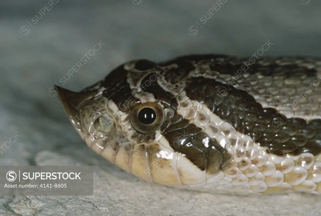 dusty hognose snake head detail heterodon nasicus gloydi west texas, usa. 