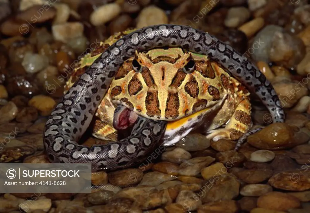 argentine horned frog subadult ceratophrys sp. eating young argentine rainbow boa.