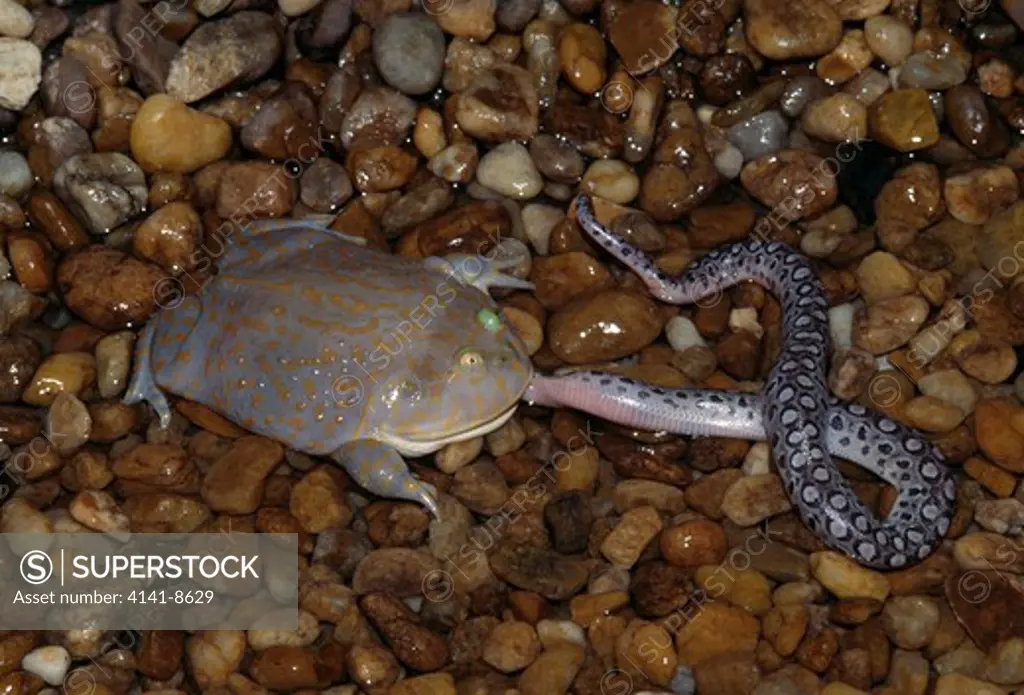 budgett's frog immature eating lepidobatrachus laevis young argentine rainbow boa prey