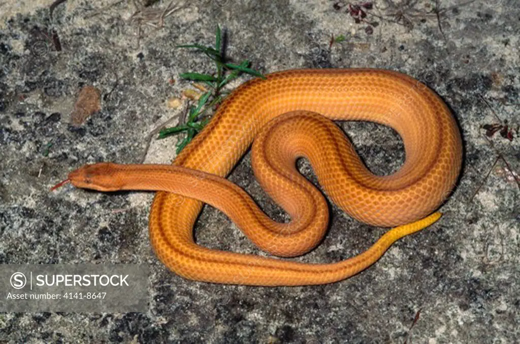 cuban dwarf boa sub-adult tropidophis melanurus melanurus november cuba, caribbean 