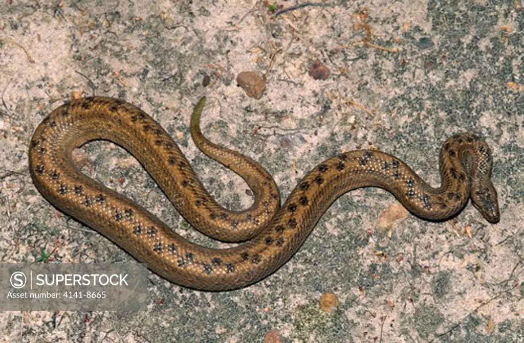 cuban dwarf boa tropidophis melanurus in captivity 