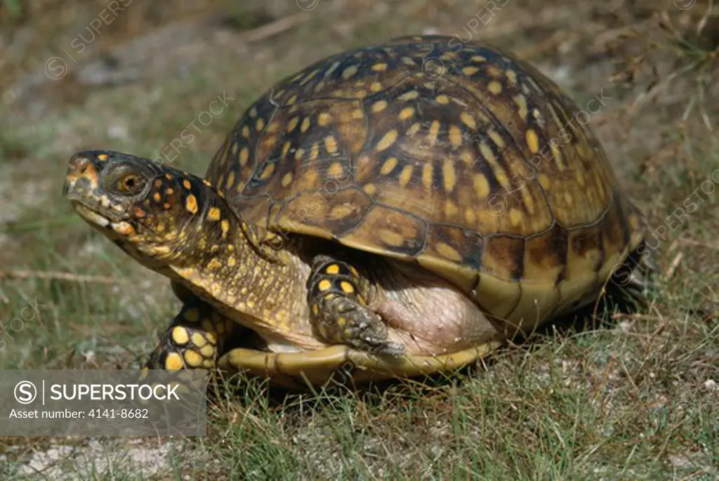 three-toed box turtle female terrapene carolina triunguis covington, louisiana, usa