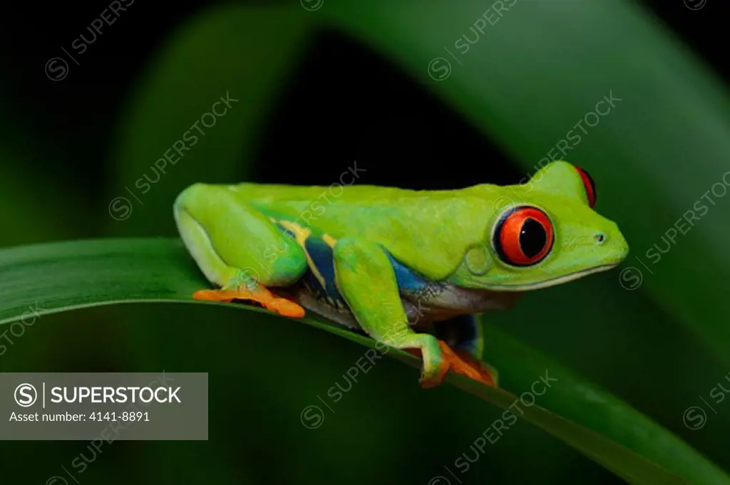 red-eyed tree frog, agalychnis callidryas, nicaragua area, central america.