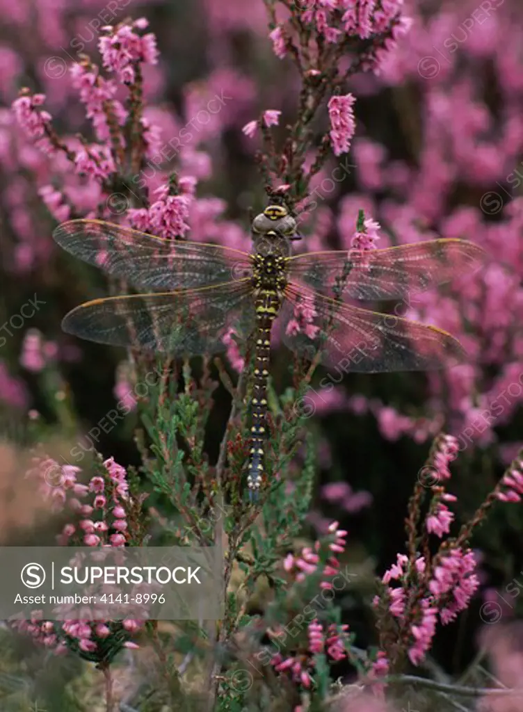 common hawker dragonfly aeshna juncea female on heather august lackan bog, down, se ulster