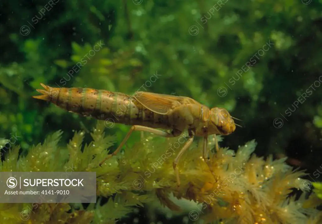 azure hawker dragonfly larva aeshna caerulea collected from south western scotland 