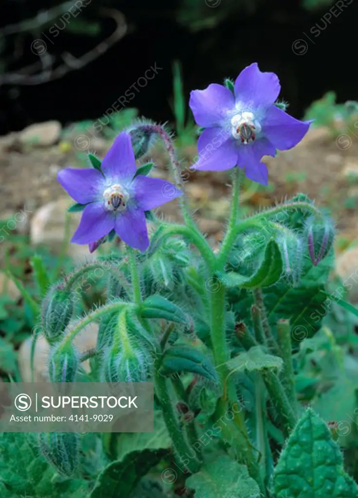 borage borago officinalis in flower in roadside verge rethymon, island of crete, mediterranean april