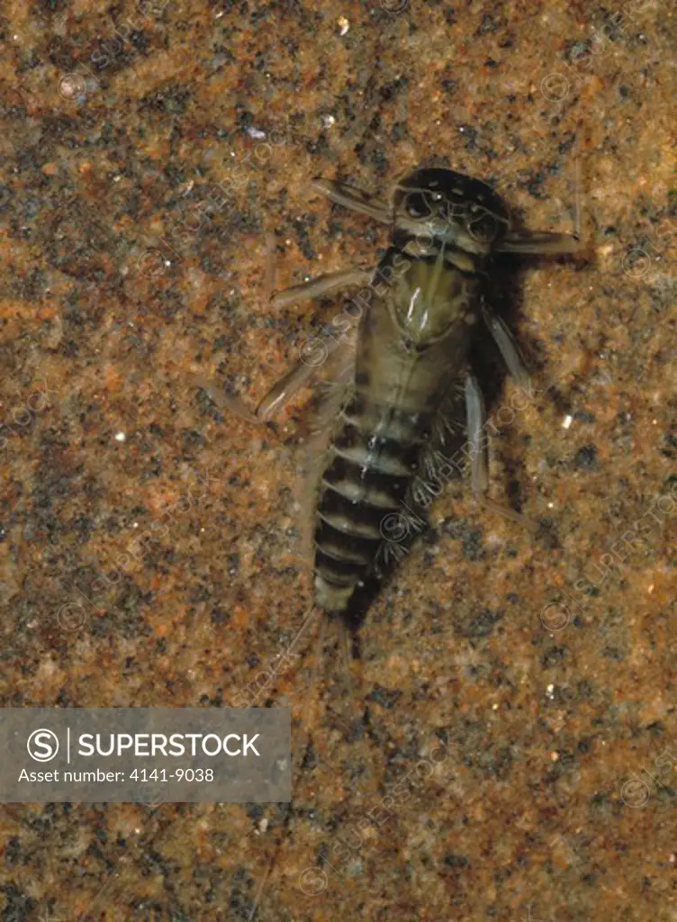 yellow mayfly nymph heptagenia sulphura in fast flowing water, river moy, castledawson. april 