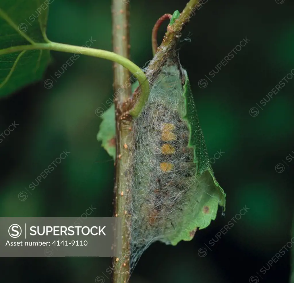 vapourer moth larva in cocoon july orgyia antiqua montiaghs moss nnr. co. antrim, ireland