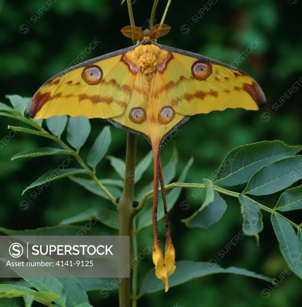 madagscar comet moon moth argema mittrei male