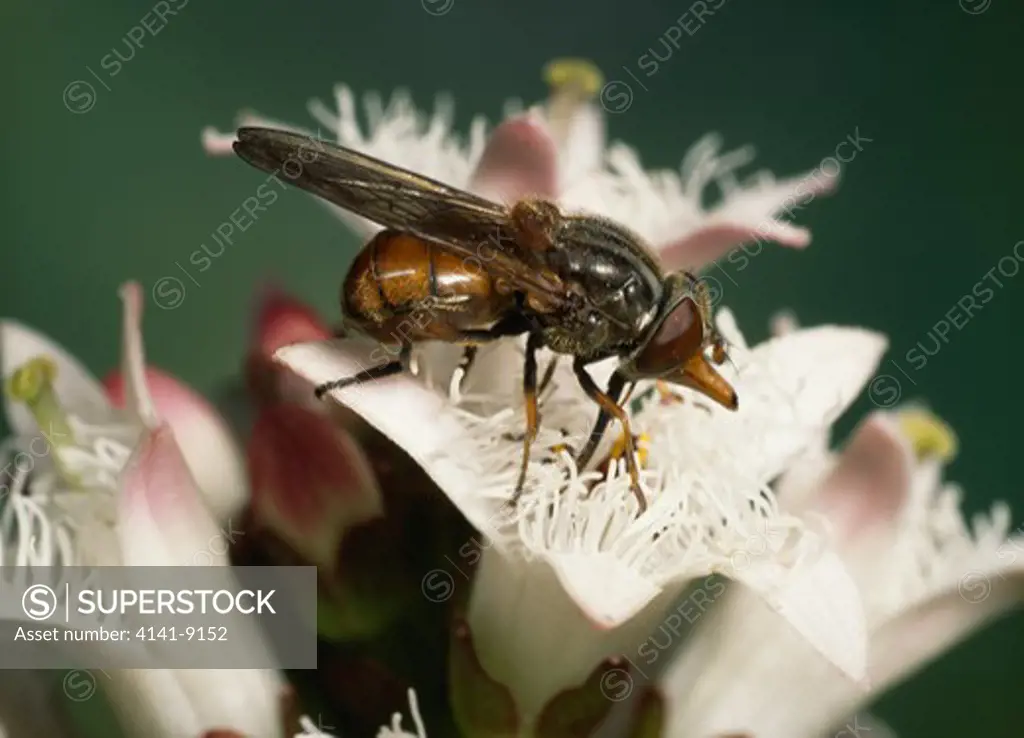 hoverfly feeding on bogbean rhingia campestris (long proboscis penetrates deep-throated bloom) 