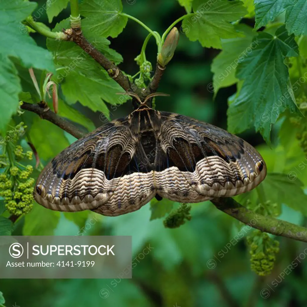 korean owl moth brahamea certhia korea. may.