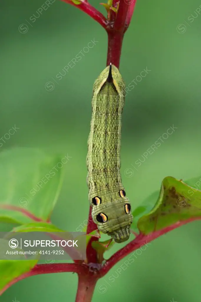 elephant hawk-moth larva deilephila elpenor back garden on fuchsia, banbridge, co. down, northern ireland 