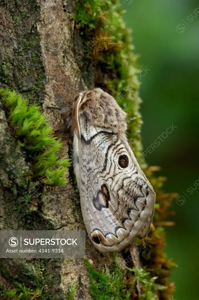 european owl moth acanthobrahmaea europaea very rare species grotticelle nature reserve mount vulture, italy