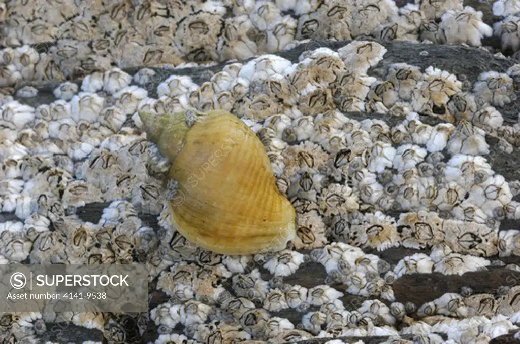 dog whelk nucella lapillus ballyhenry point, strangford lough, county down