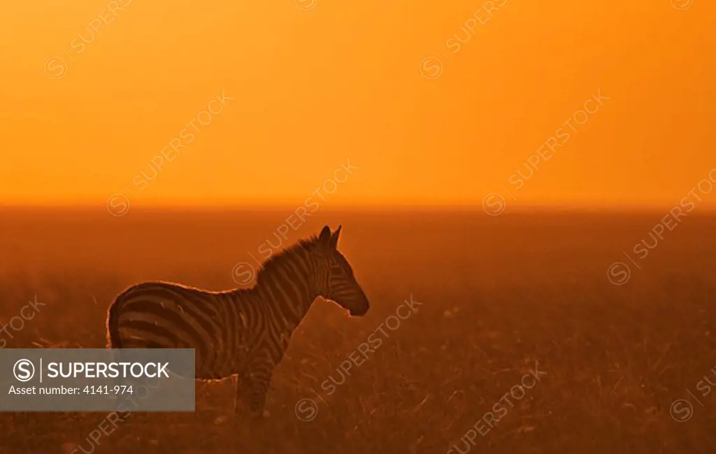 burchells zebra equus burchelli at sunset masai mara, kenya